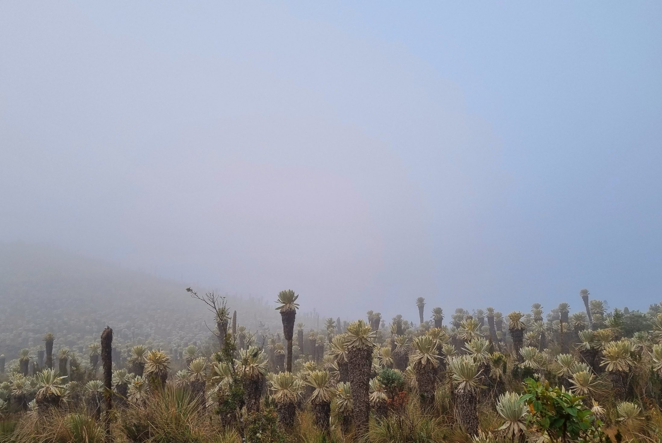 Field of frailejón plants in thick fog